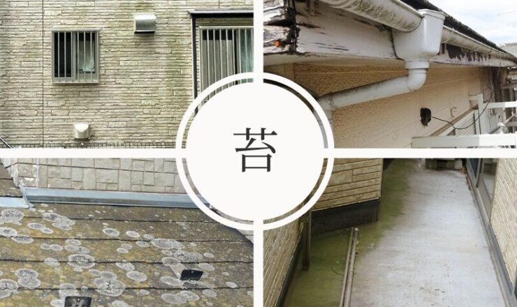 佐倉市外壁塗装苔汚れ