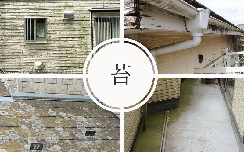 佐倉市外壁塗装苔汚れ