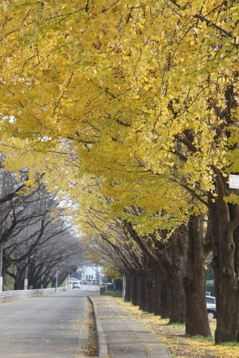 佐倉市秋、イチョウ並木