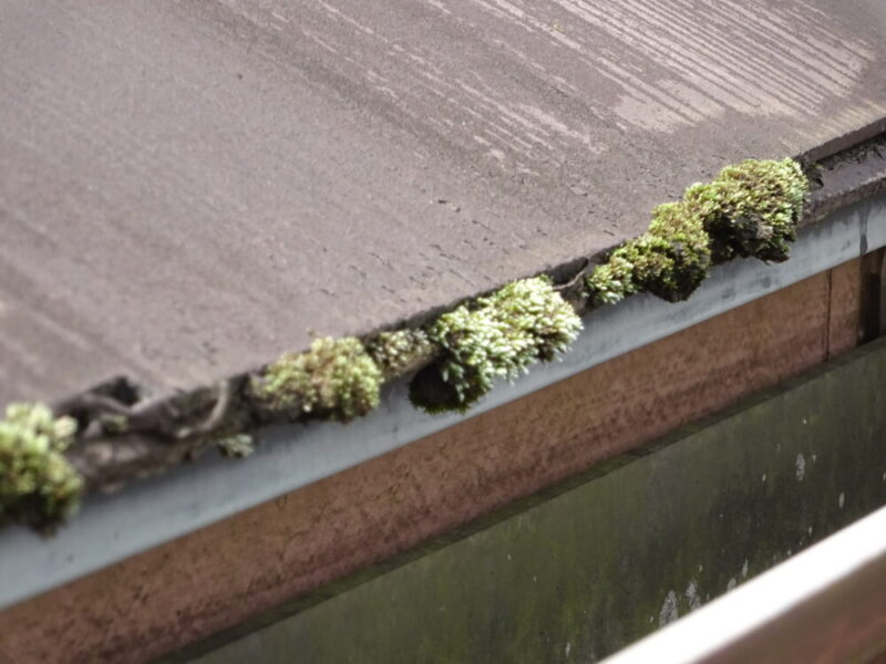 佐倉市染井野、雨どい、施工前